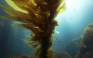 Kelp Side Effects